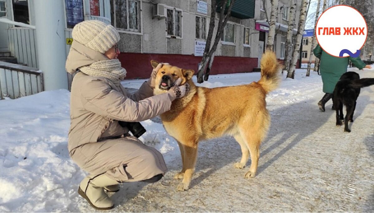 В Думе Сургута обсудили вопрос выгула домашних животных в городских парках 