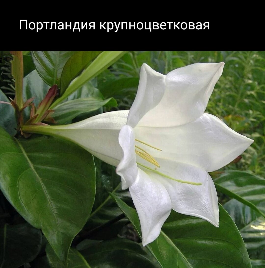 Запах шоколада и ванили – 6 уникальных растений с экзотическим ароматом ...