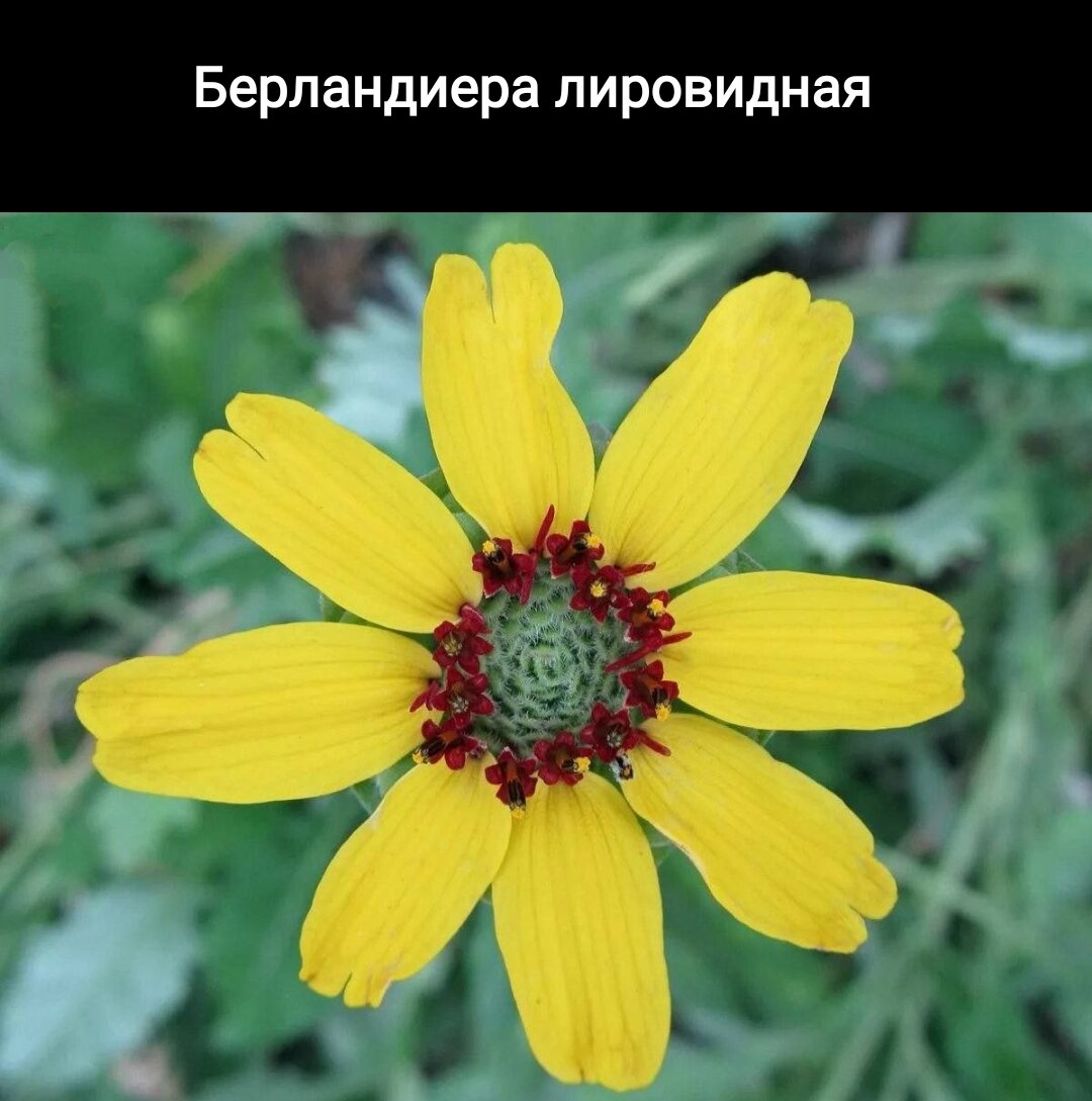 Запах шоколада и ванили – 6 уникальных растений с экзотическим ароматом ...