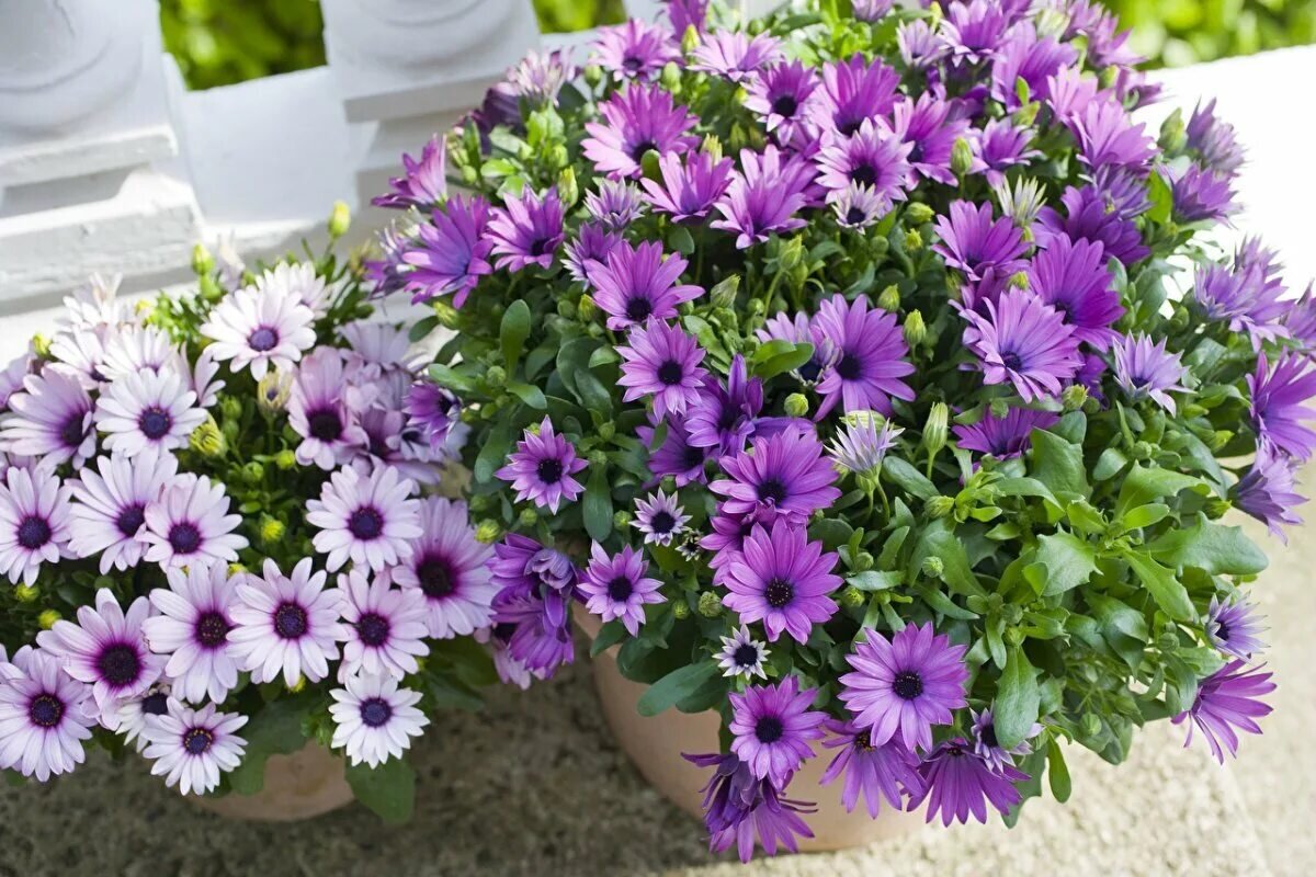 Африканская ромашка Остеоспермум (Osteospermum) для украшения сада. |  Розовый сад творчество для души. | Дзен