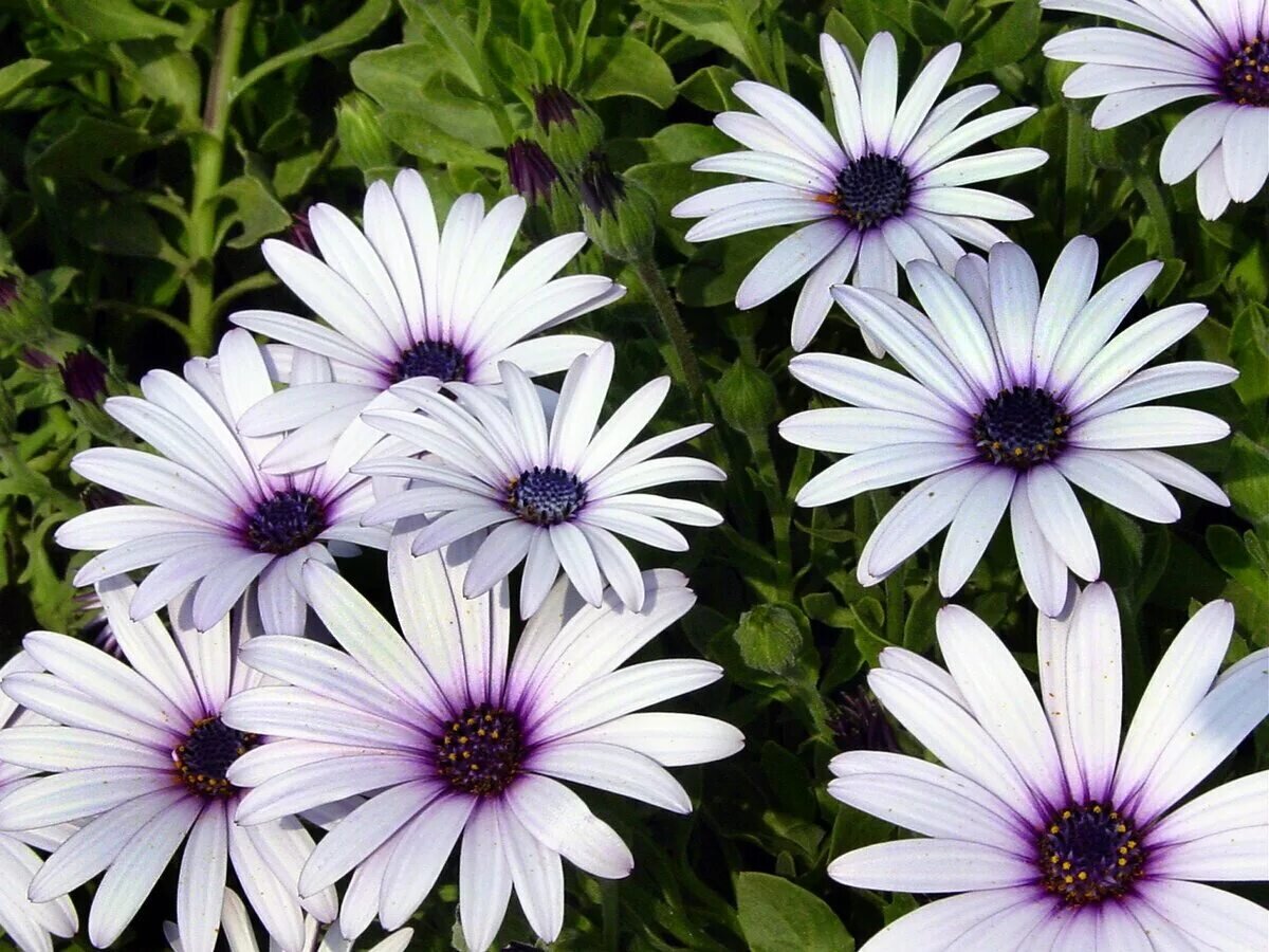 Африканская ромашка Остеоспермум (Osteospermum) для украшения сада. |  Розовый сад творчество для души. | Дзен