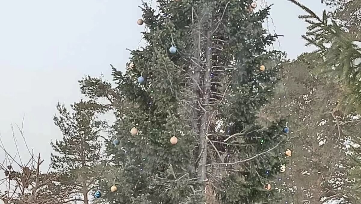     Жители Богандинского раскритиковали главную елку поселка, установленную на площади. По словам тюменцев, без слез на полулысое дерево смотреть невозможно. Фотографии с новогодним деревцем очевидцы опубликовали в соцсетях.