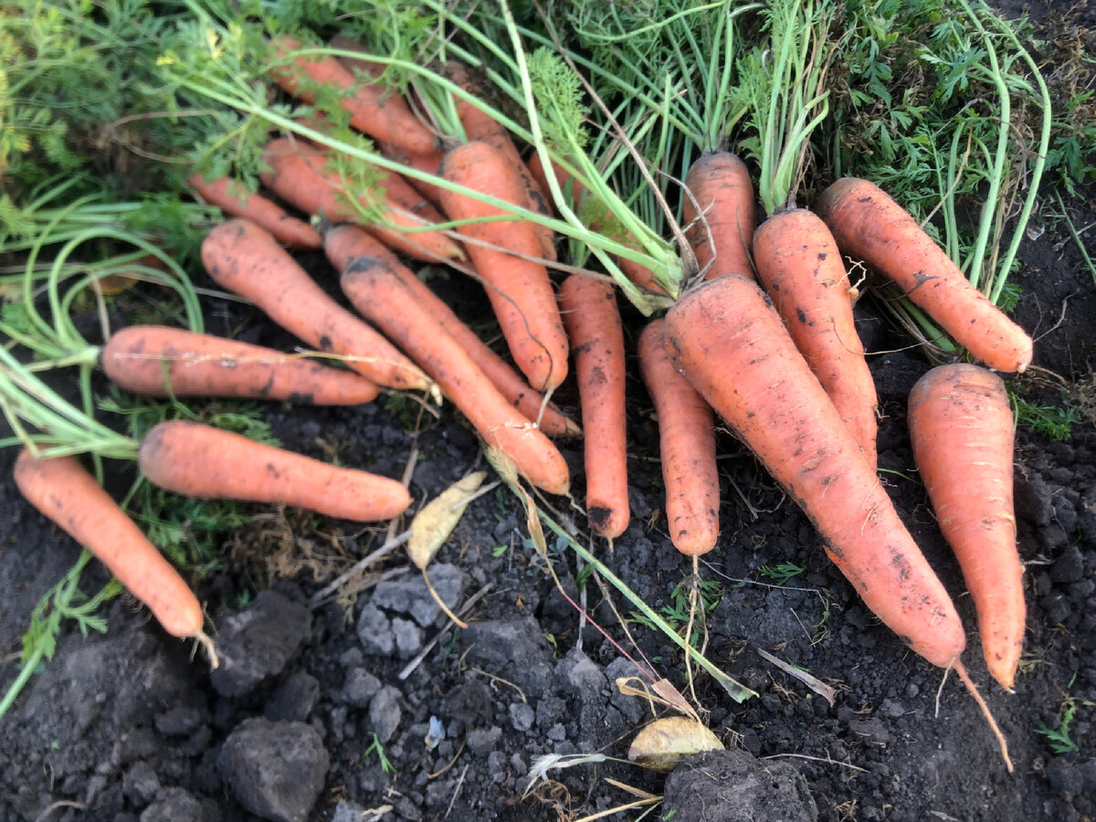 Земля при копке моркови была очень твердой; некоторые корнеплоды обломались. Иллюстрации к статье автора.