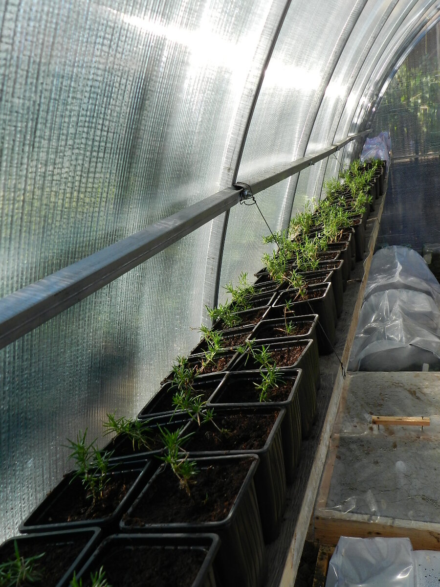 Рассада флокса шиловидного