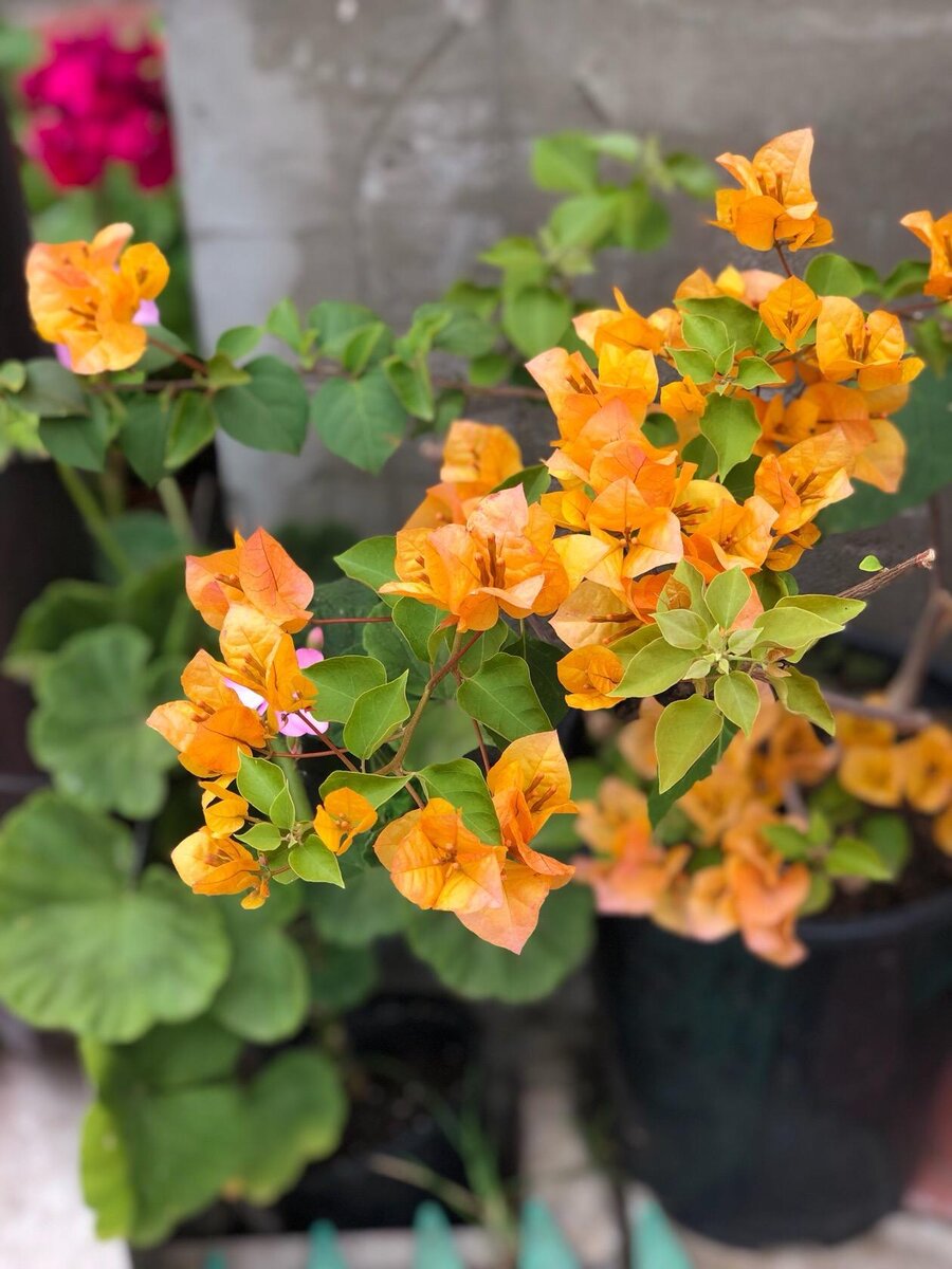 Бугенвиллия. Фото: flower.hozvo.ru