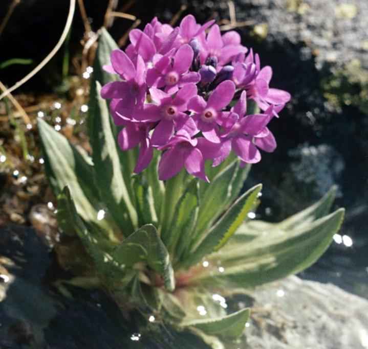 https://www.altzapovednik.ru/gallery/nature/flora/primyla-holodnaya.aspx
