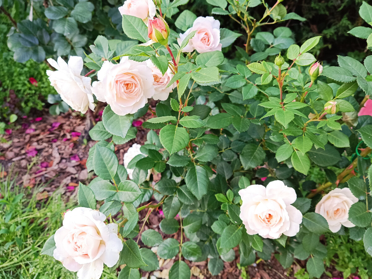 Крокус Роуз, 2023