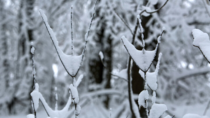 ФОТО: NIKOLAY GYNGAZOV/GLOBALLOOKPRESS