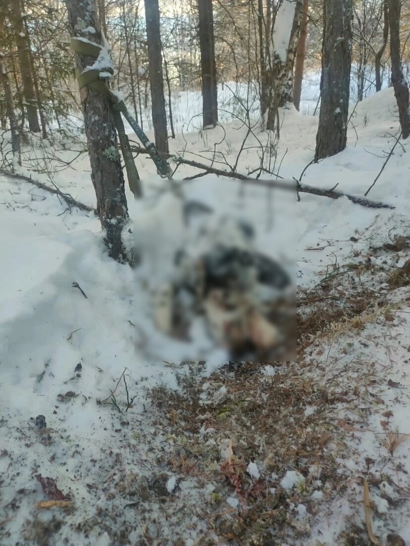 Фото: ЧП / Катав-Ивановск / Юрюзань I Авангард/ВК