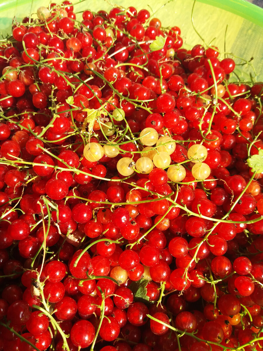 Тазик смородины