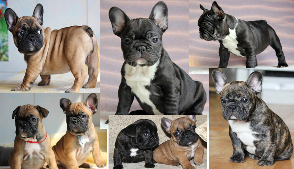 Яндекс картинки, фото с сайта nyafoto.ru