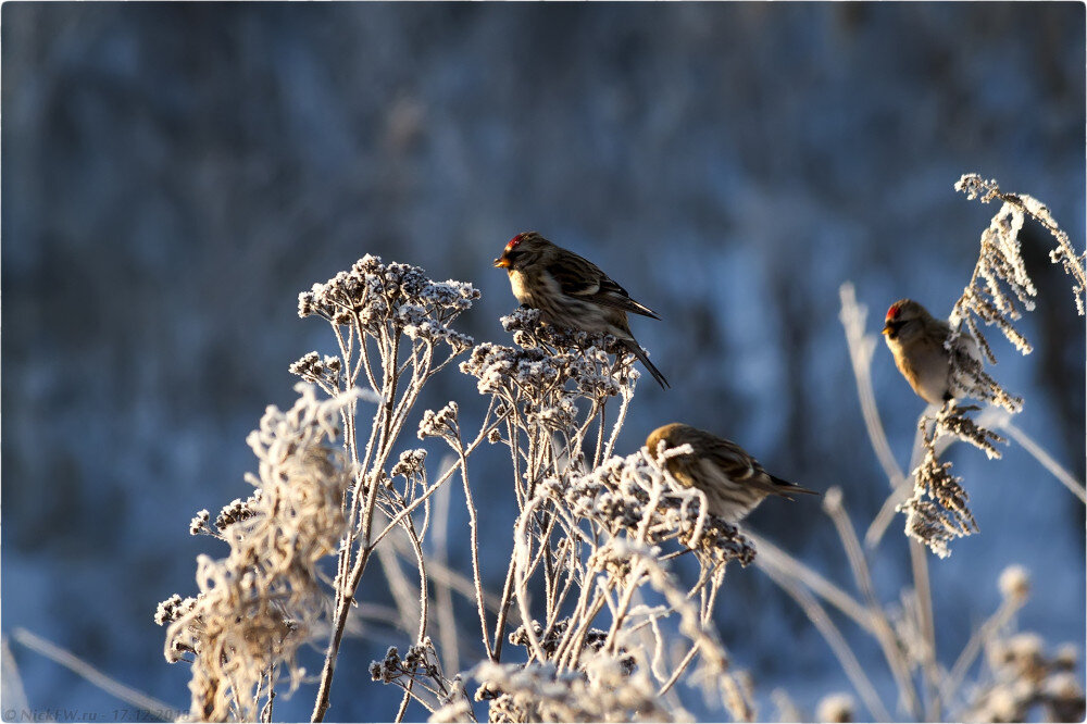 2. Чечётки в близ Столбово © NickFW.ru - 17.12.2018г.