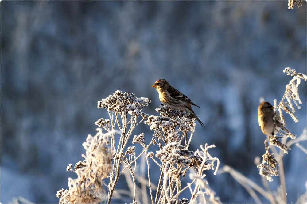 1. Чечётки в близ Столбово © NickFW.ru - 17.12.2018г.