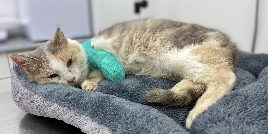 Кошечку без лапки бросили на трассе в мороз