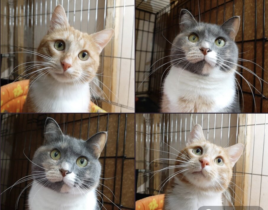 🚹 Риз, 2 года (кремово-рыщий красавец) и 🚺 кошка Сальва, 6 лет (трехцветная красочка). ❤️