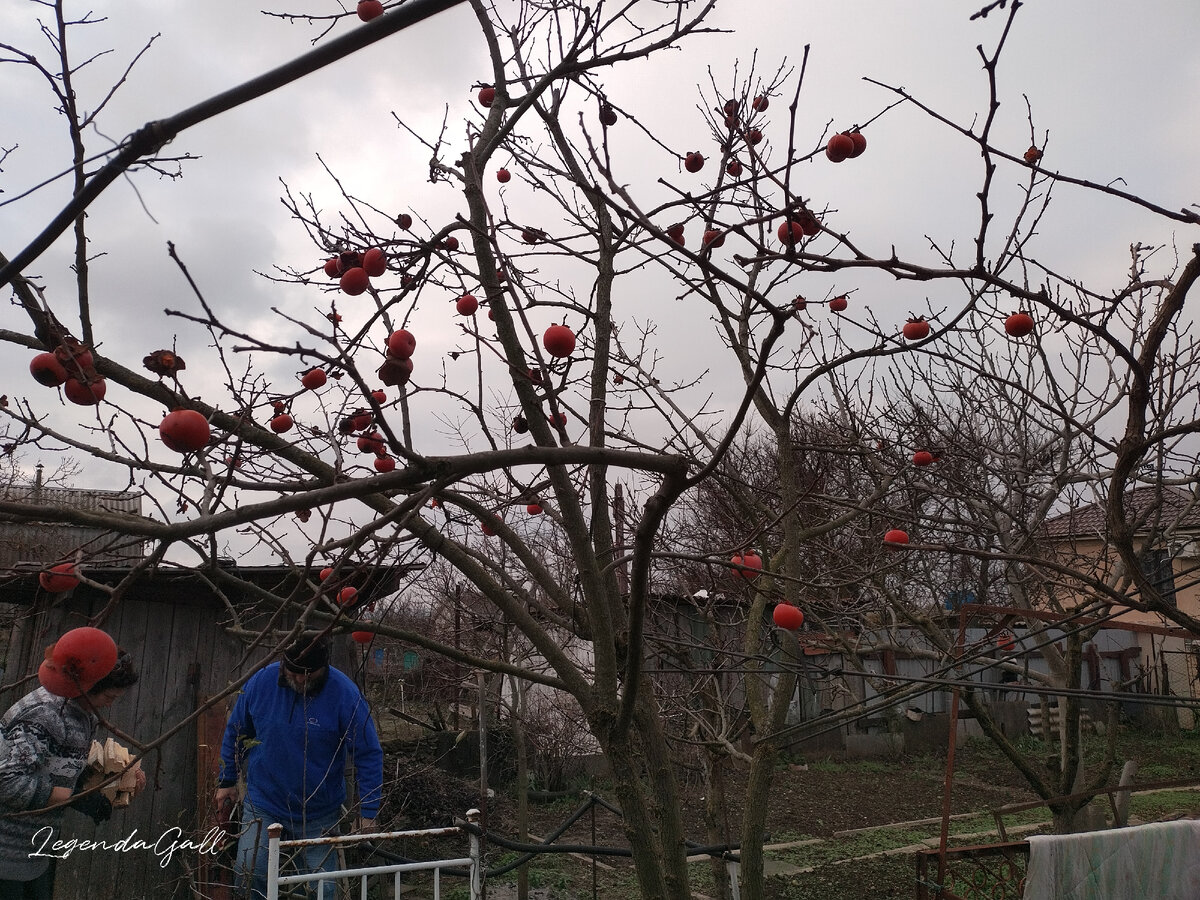 И изрядно поредевшая хурма. Оставили только самые твердые плоды.