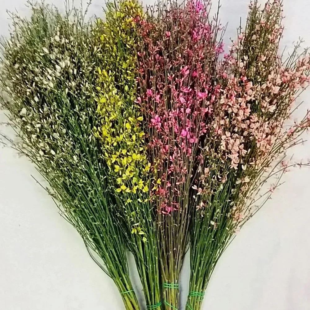 дрок красильный (genista tinctoria). гениста в букете. джинстер. джинстер цветок. гениста цветок.