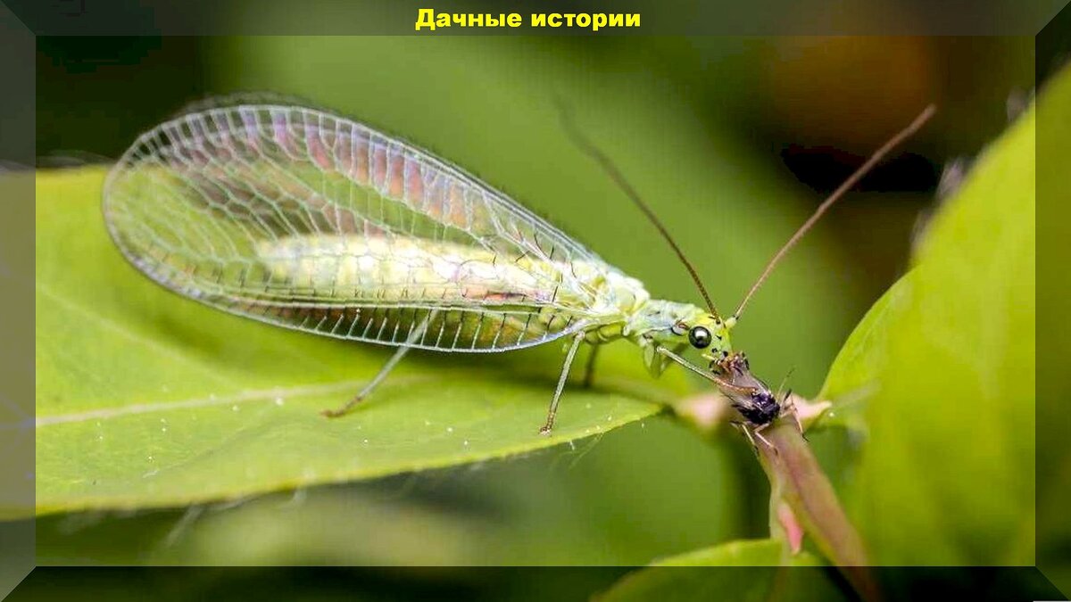 https://vk.com/photo-159774511_457263188. Златоглазка на охоте