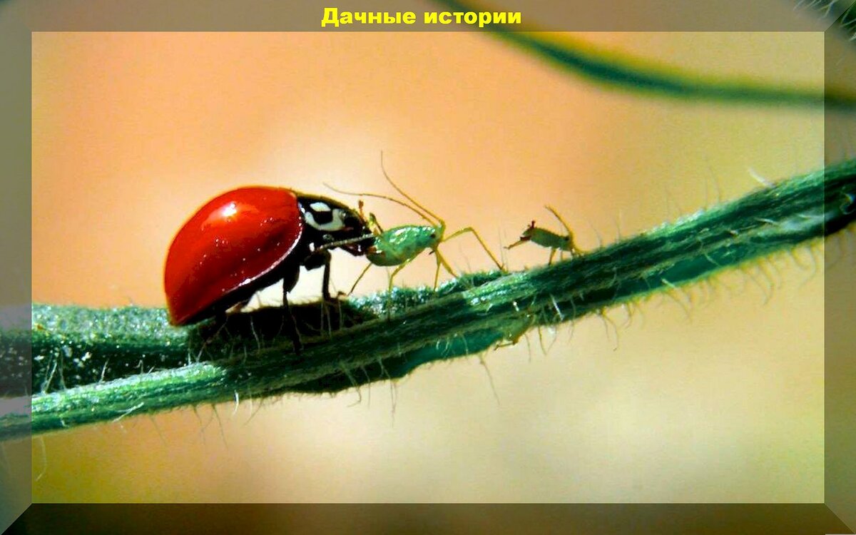 https://vk.com/photo-159774511_457263189. Божья коровка охотится на тлю