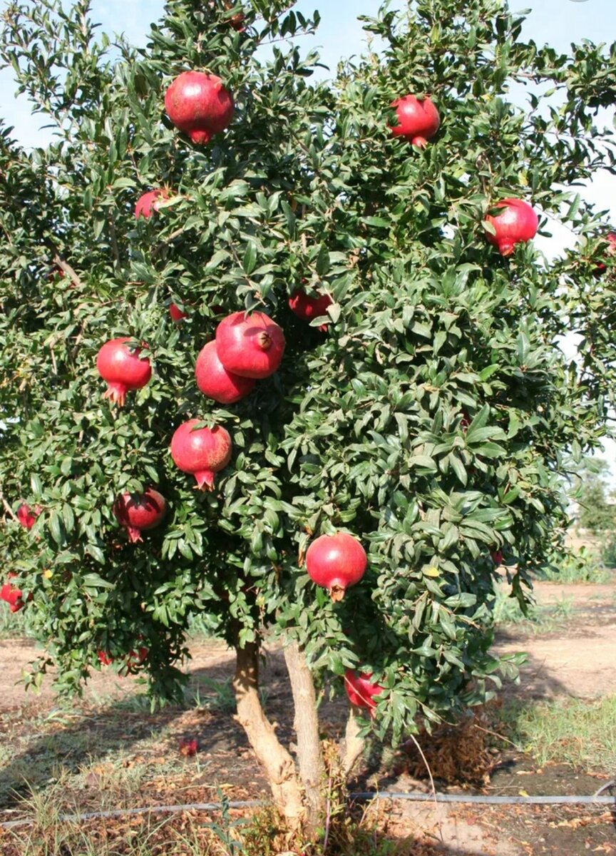 Гранат кожура. От чего помогают гранатовые. От чего помогают гранатовые. Полезно ли пить гранатовый сок. Чем полезен гранатовый.