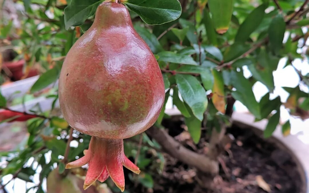 Гранат кожура. Гранат разрезанный. Гранатовые косточки. Для чего используют гранатовый. Интересное о гранате фрукте для детей.