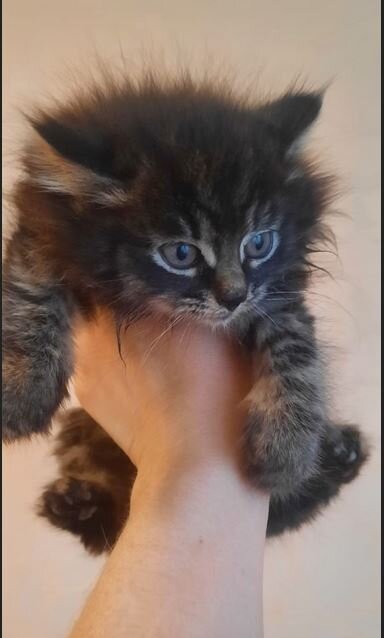 Пушистый Шпротик