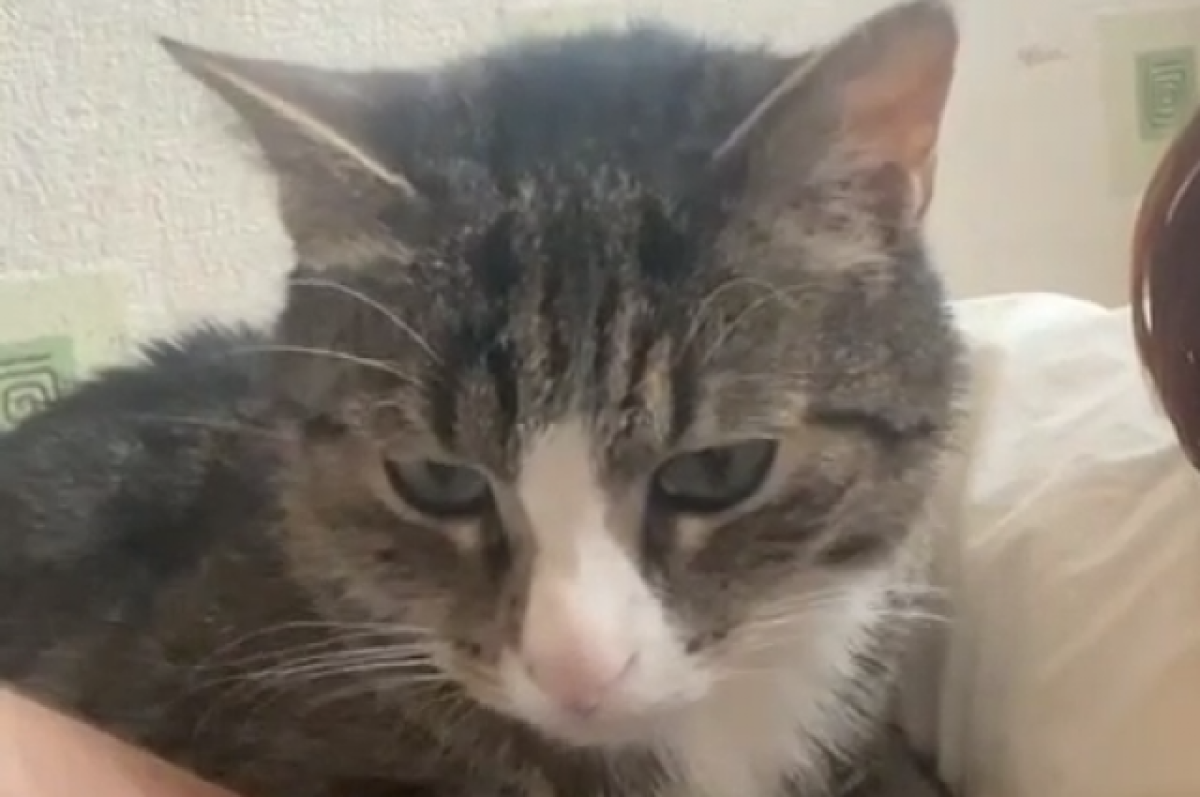    Волонтёры опубликовали видео с изувеченным в Тверской области котом Гришей