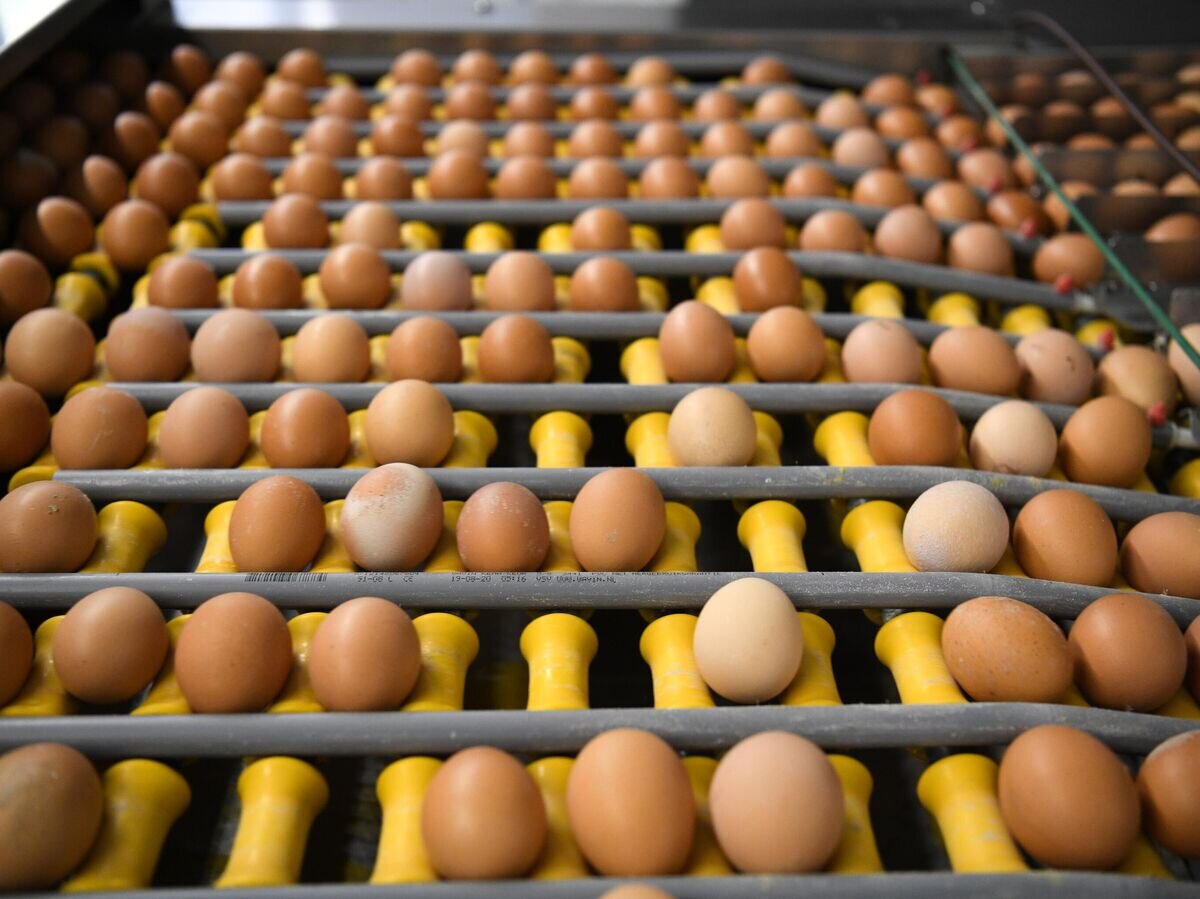    Проверка качества яиц © РИА Новости / Александр Кряжев