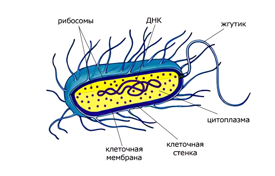 Прокариот схема. Строение прокариотической клетки бактерии. Строение бактериальной клетки прокариот. Строение клетки прокариот бактерии. Прокариотическая клетка бактерии строение.