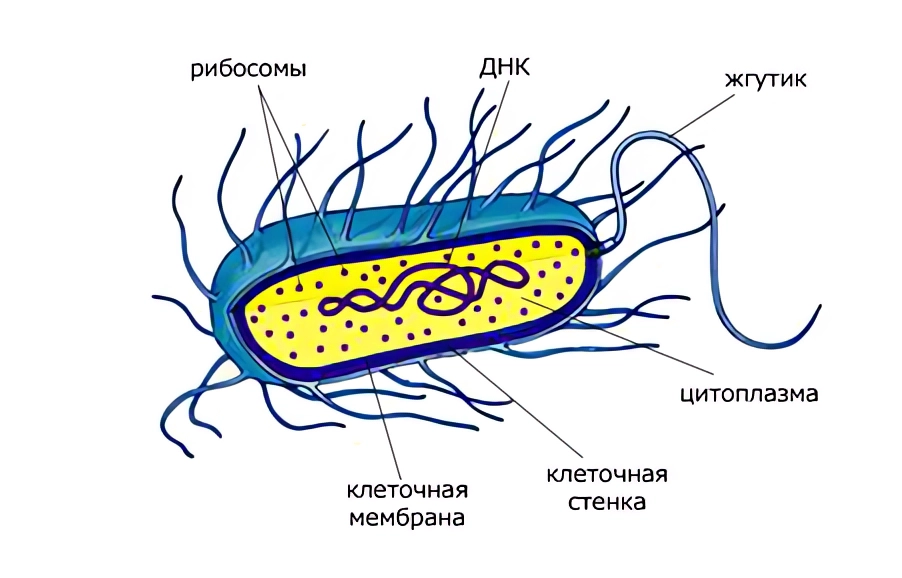 Бактерия прокариот строение