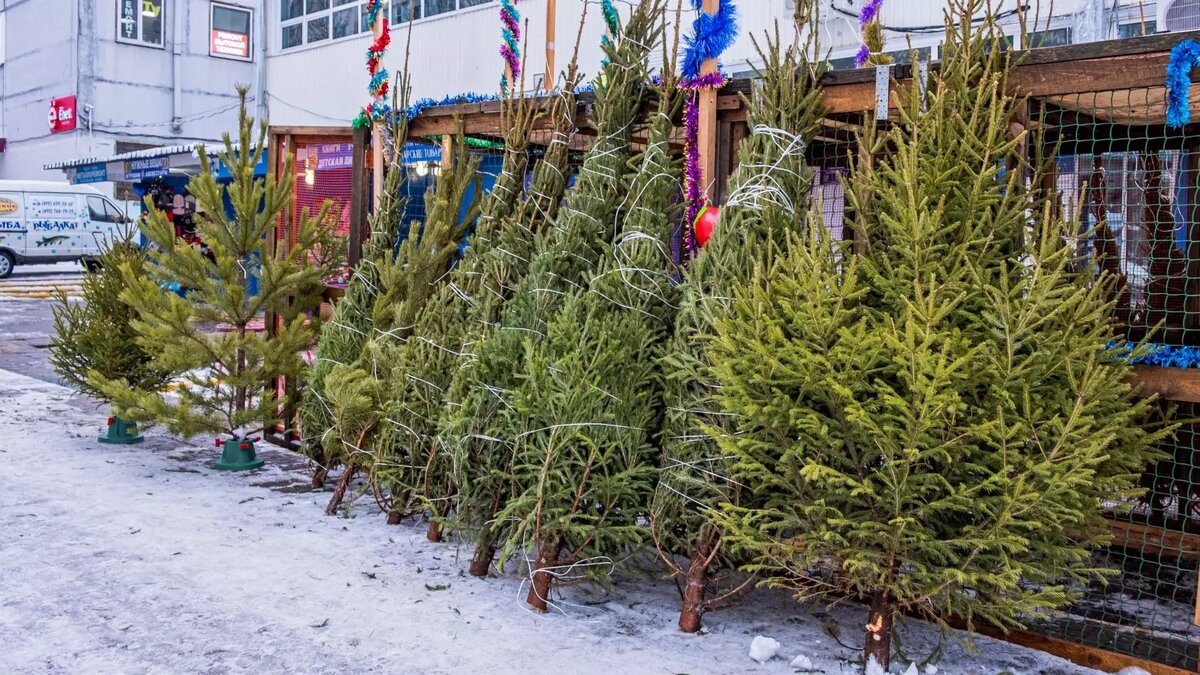     В некоторых городах уже открываются елочные базары. Покупатели констатируют, что цены на елки в этом году взлетели до небес и доходят до 19 тысяч рублей.