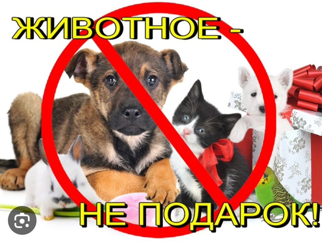 Подари жизнь бездомным животным. Животные не подарок на новый год. Подарки для животных. Дарящие надежду фонд помощи животным. Подарок собака в коробке.