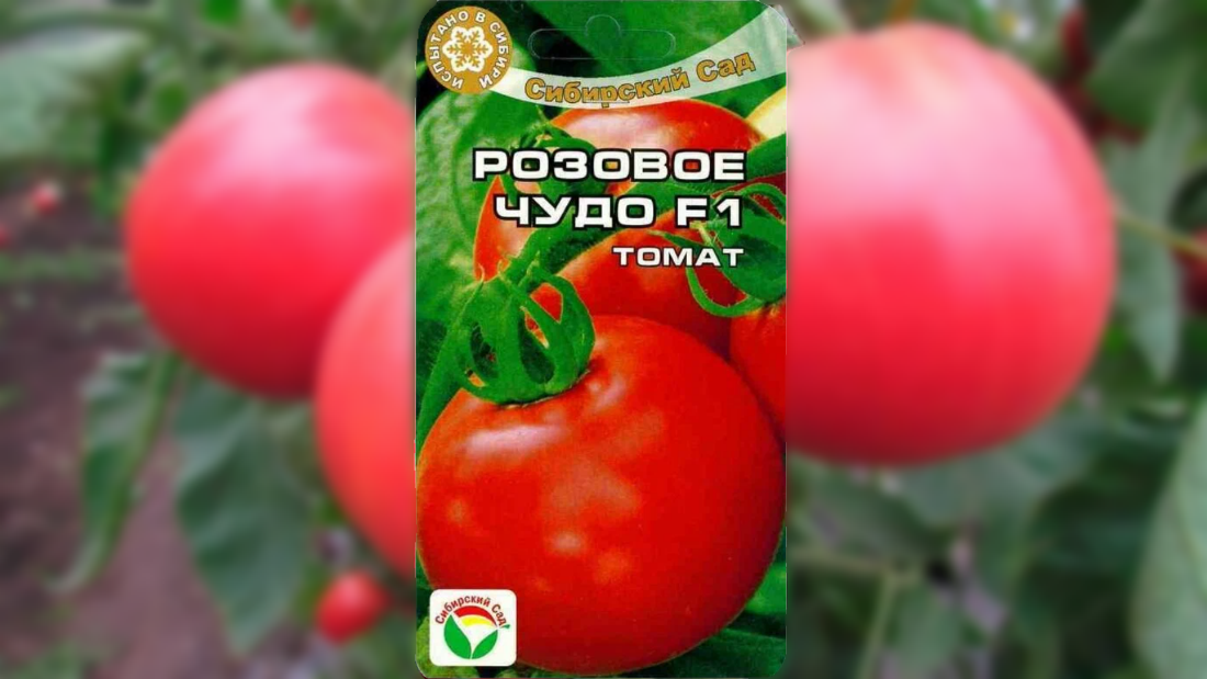 Выбираем самые «урожайные» сорта томатов для выращивания в теплице в .