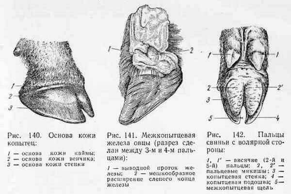 Козье копытце рисунок