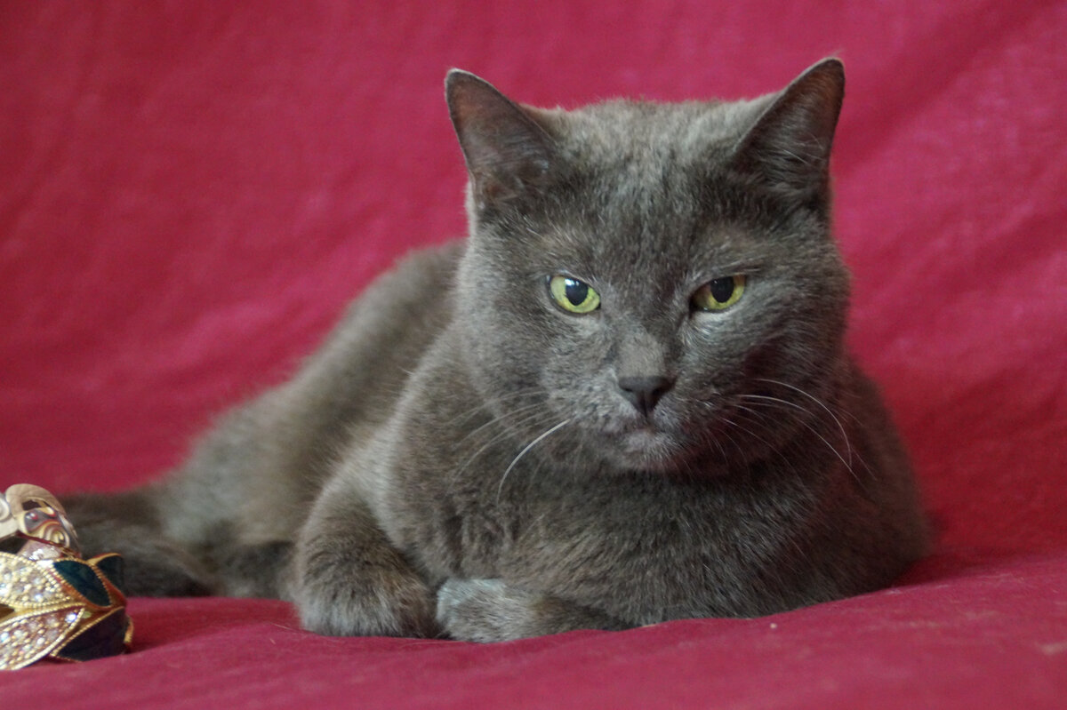 Это фото ещё с той фотосессии, когда мы надеялись, что найдём ей дом