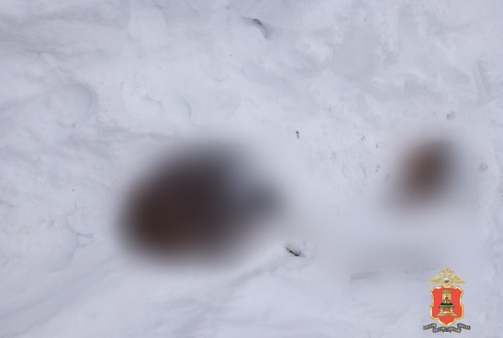 В Старице полиция задержала подозреваемого в незаконной охоте на лосей