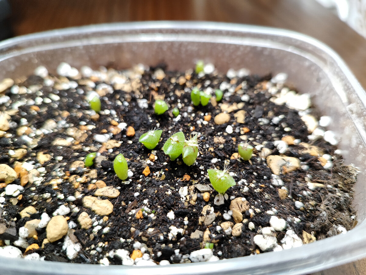 Сеянцы кактуса эхиноцереуса шарлахового "Непоседа" от агрофирмы "Гавриш"