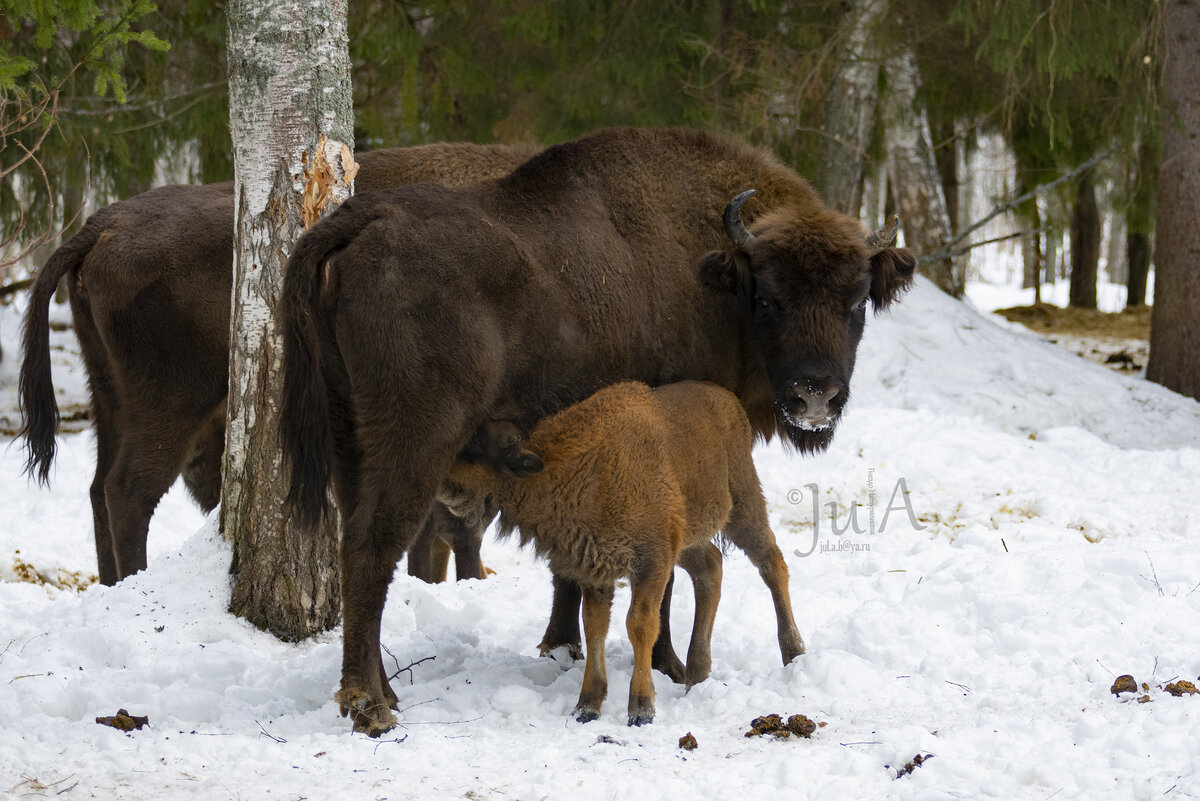 Кочерыжка с теленком. Фото автора