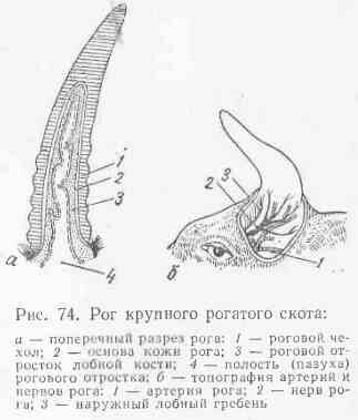 Что находится внутри рога
