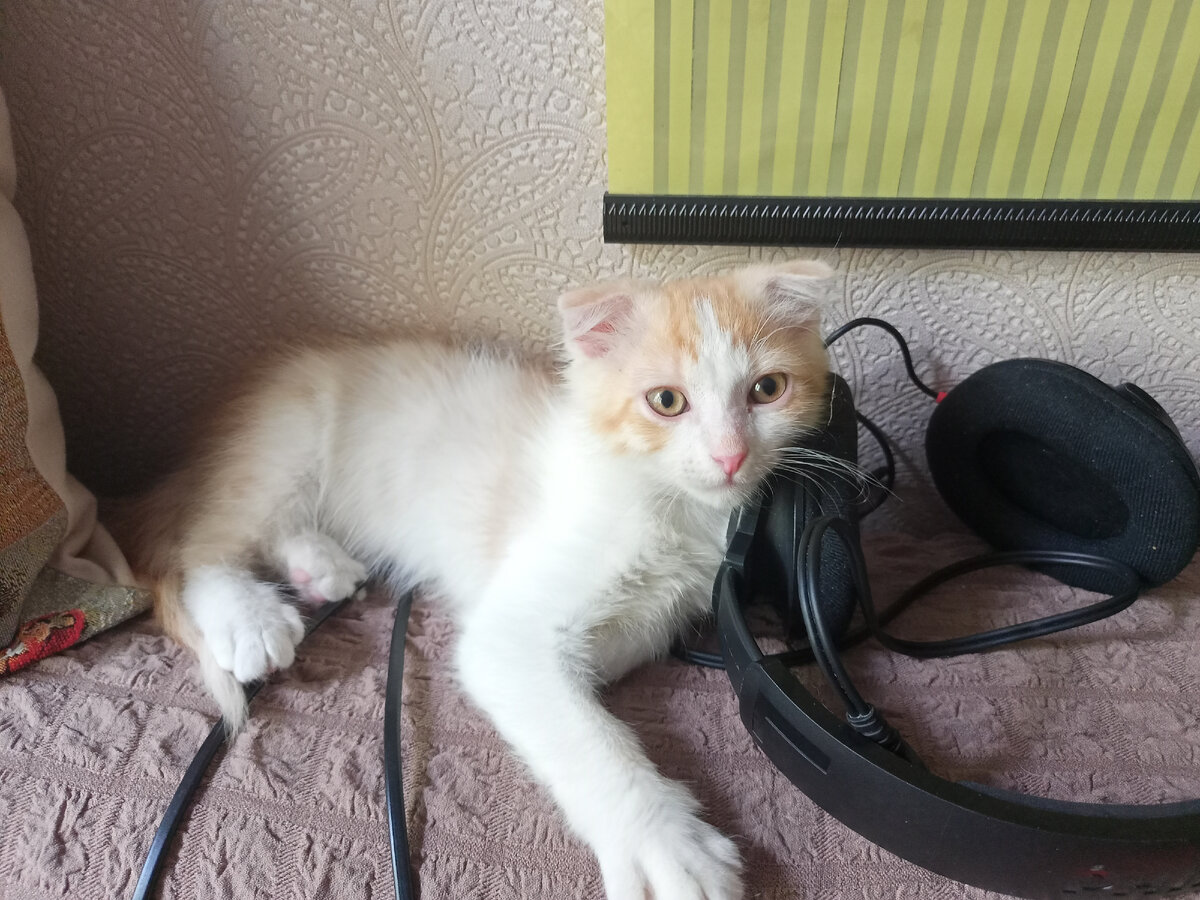 Арсений в первый день нашего знакомства с наушниками, которые он в последствии обгрыз.