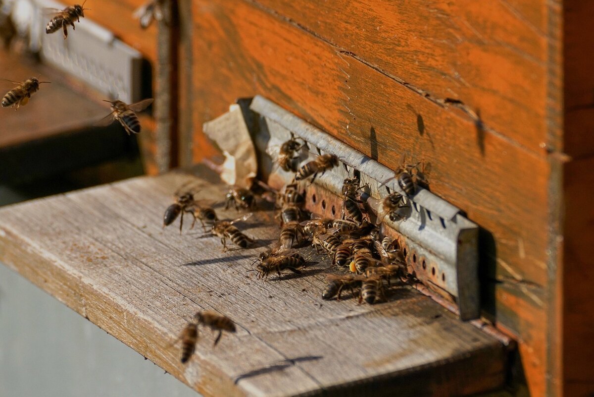 3 пчелы 3 дома. Нозематоз пчел. Мертвая пчела. Варроатоз пчел. Акарапидоз пчел.