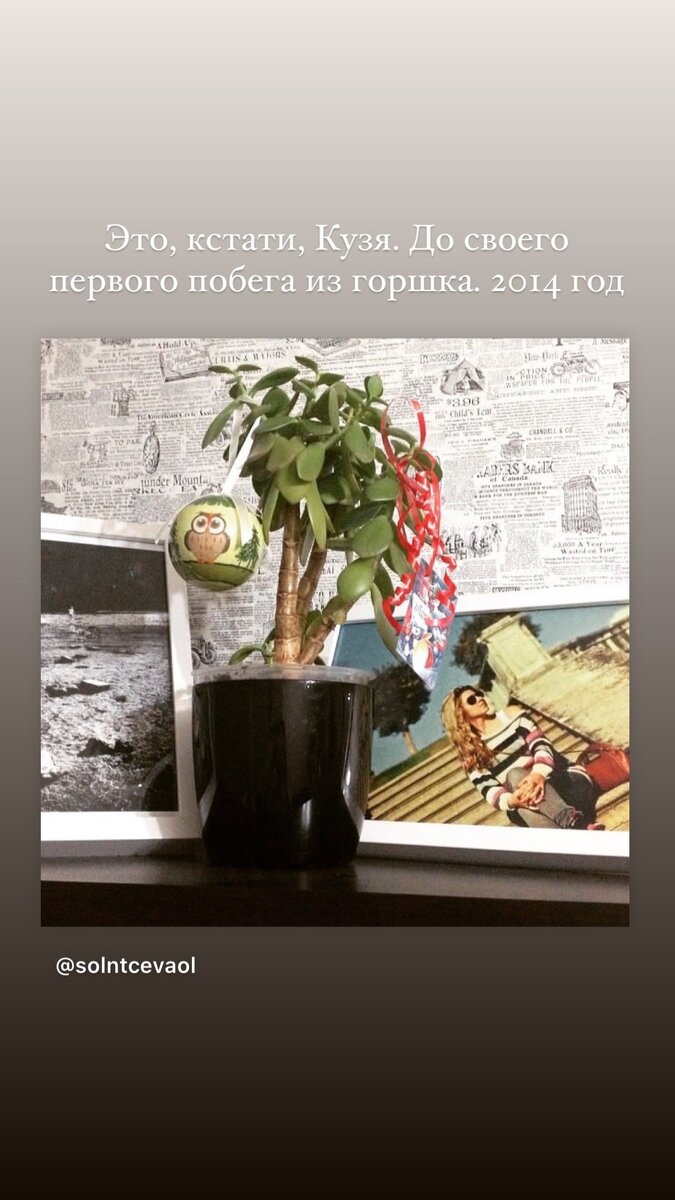 Денежное дерево – это суккулент. Как выращивать Денежное дерево | Заметки о  суккулентах | Дзен