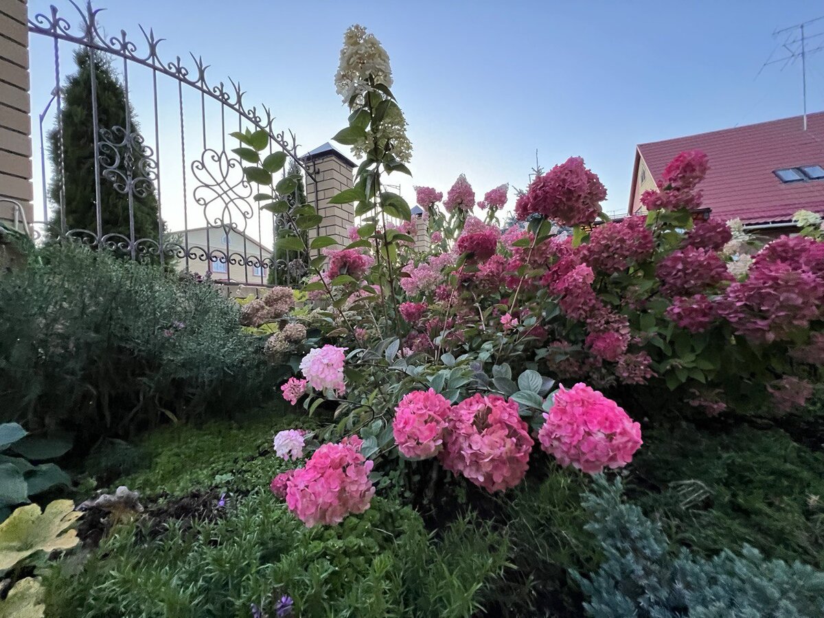Метельчатые гортензии в моем саду