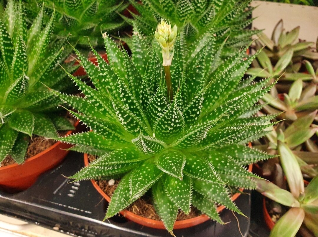 Разве похож он внешне на тот самый страшненький алоэ?