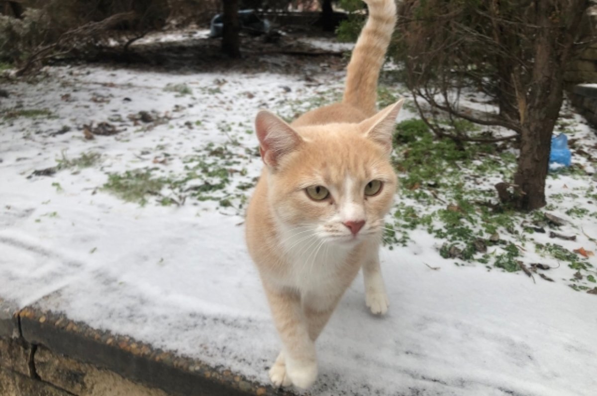    В Ростове в понедельник 18 декабря ожидаются мокрый снег и гололёд