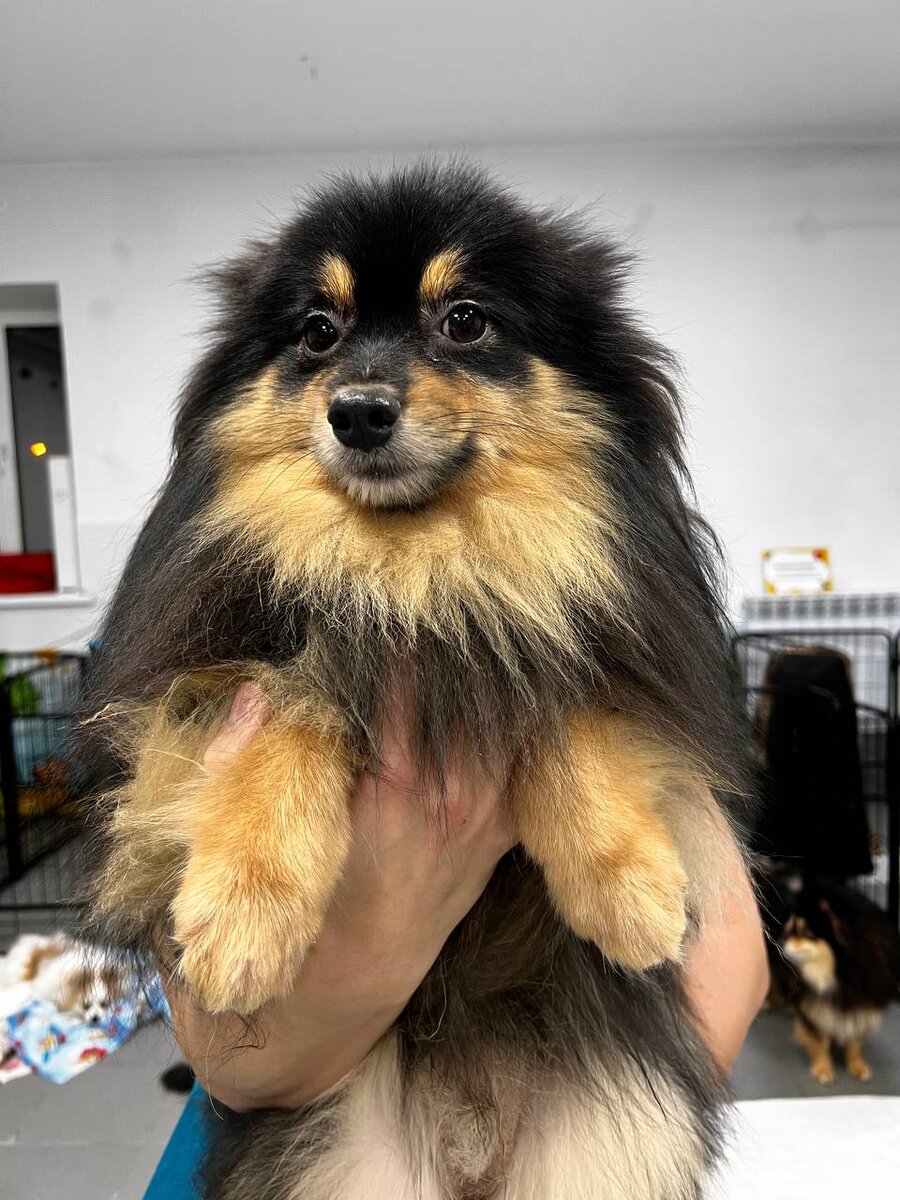 Маленькая собачка из приюта Домик Мелкашей