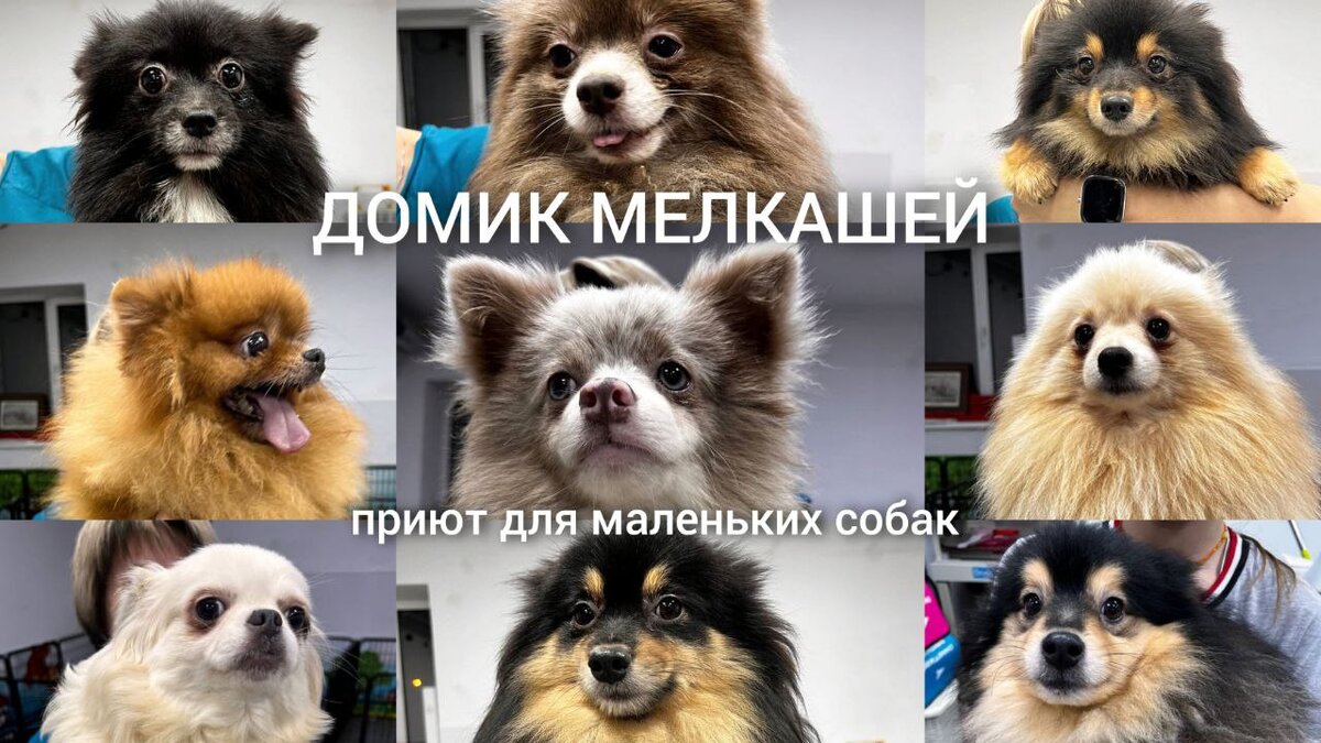 Приют для маленьких собак Домик Мелкашей