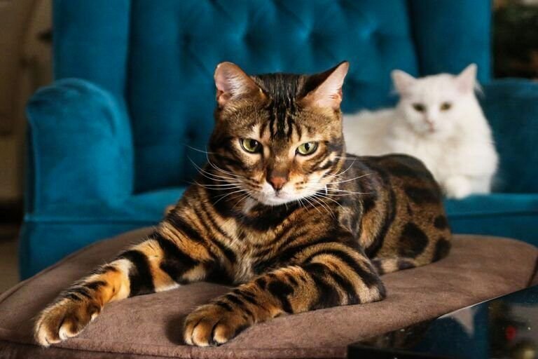 Самые дорогие породы кошек - 11 по-настоящему золотых котов | PRO  питомцев | Дзен