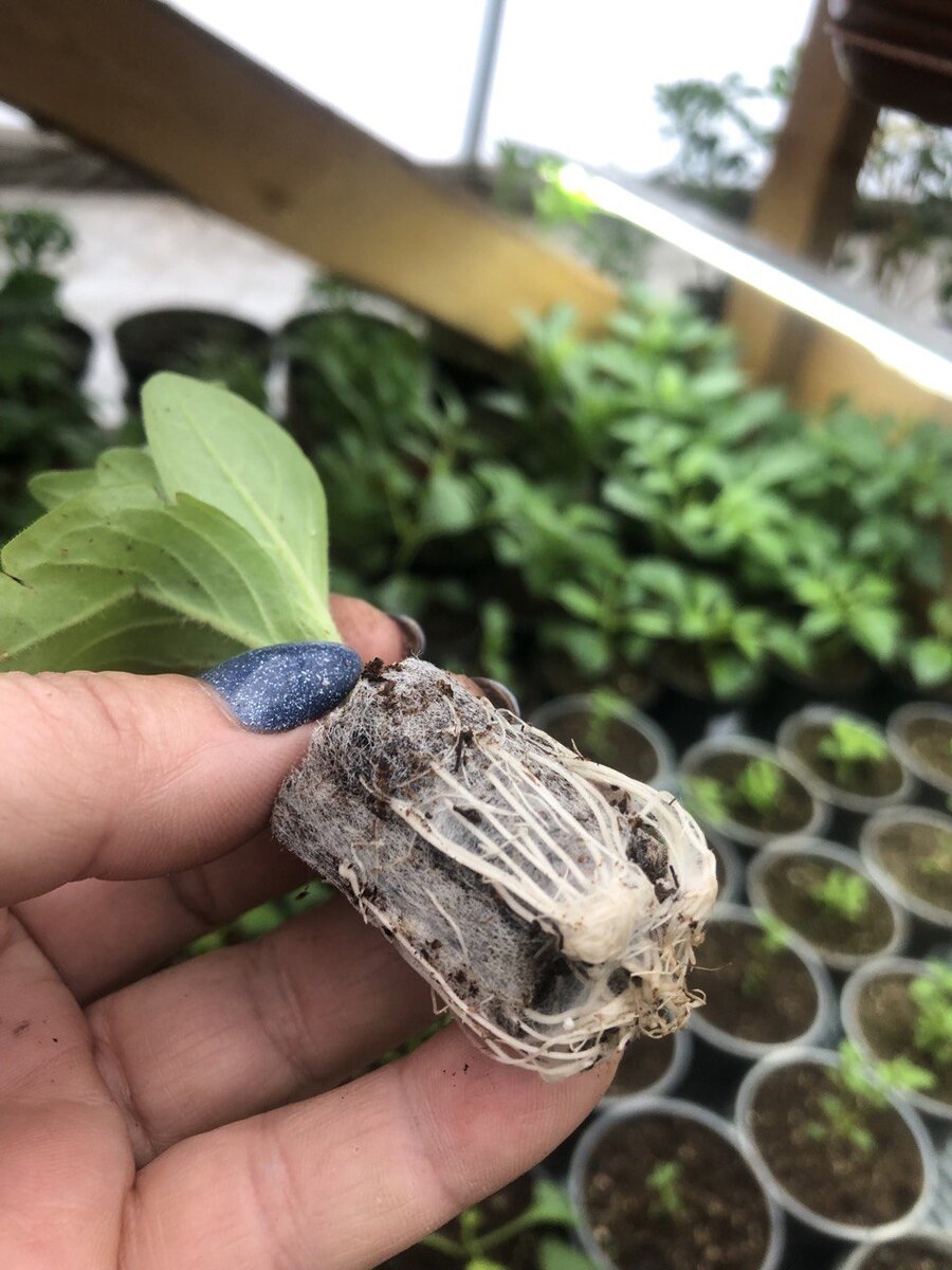 Корни просто загляденье!