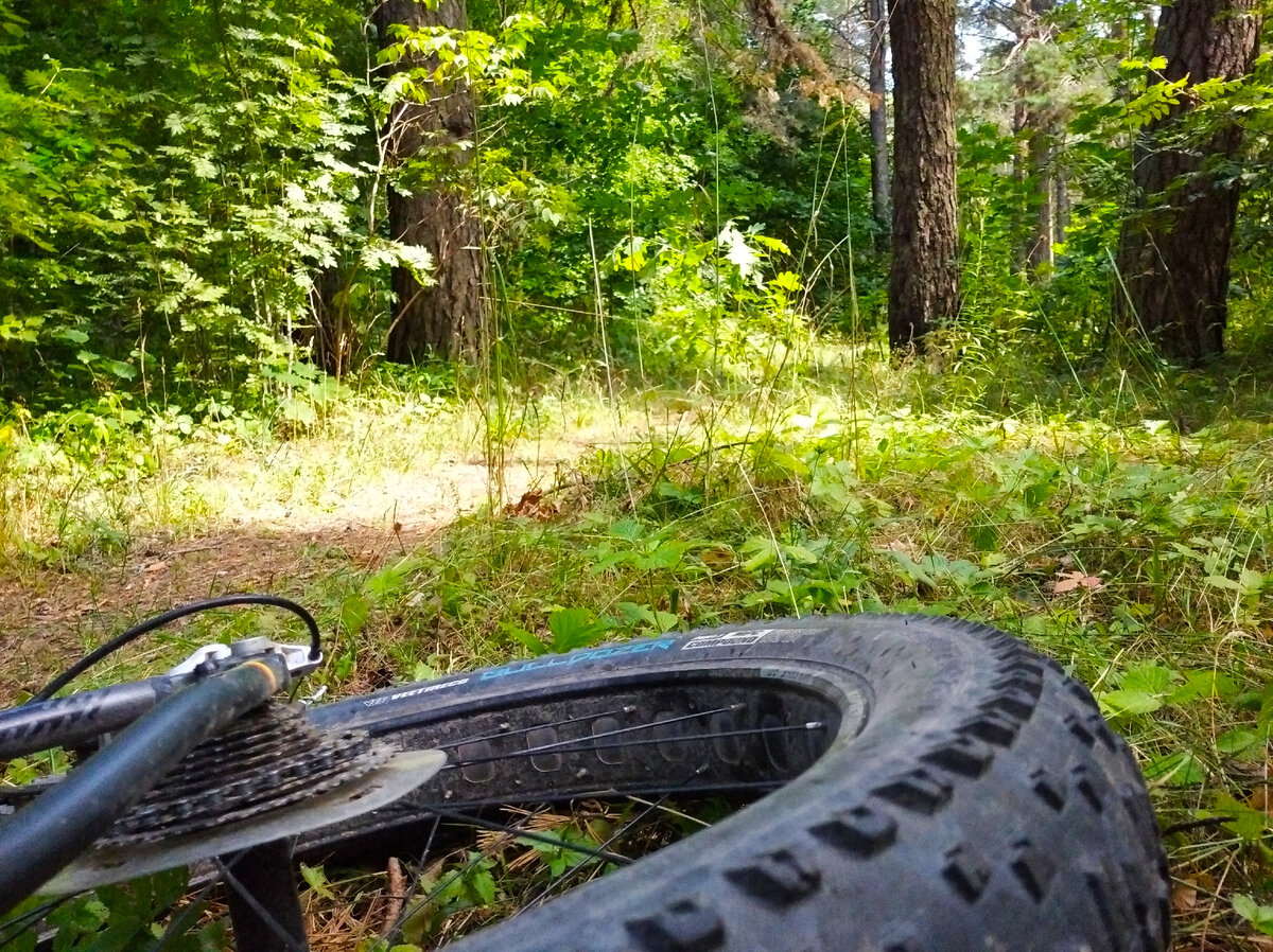 Дорога через лес